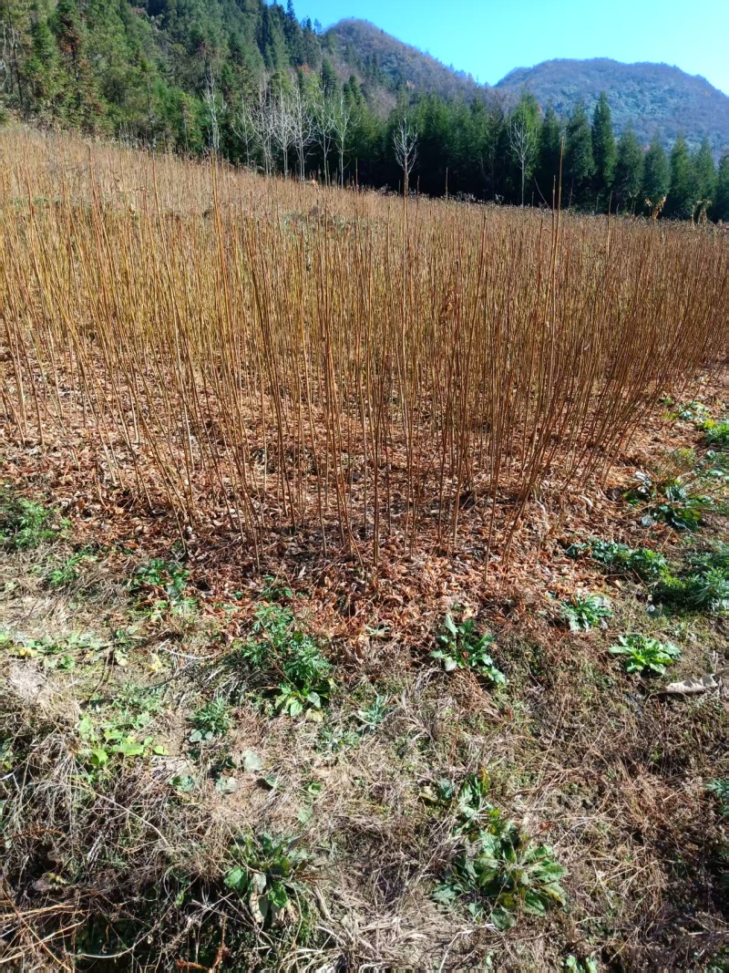 黄柏苗，规格齐全，产地直发，成活率高，欢迎各位老板咨询