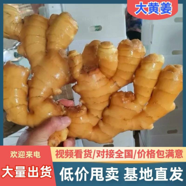产地批发(大黄姜水洗姜风干姜)电商/批发市场/加工厂