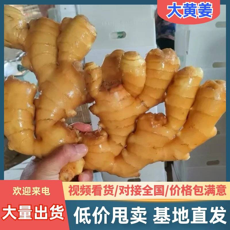 产地批发（大黄姜水洗姜风干姜）电商/批发市场/加工厂