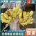 产地批发(大黄姜水洗姜风干姜)电商/批发市场/加工厂