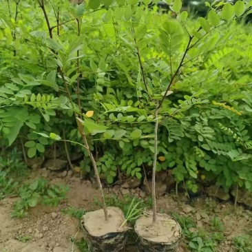 【免费提供种植技术】优质刺槐苗千亩基地现挖现发承接工程