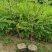 【免费提供种植技术】优质刺槐苗千亩基地现挖现发承接工程