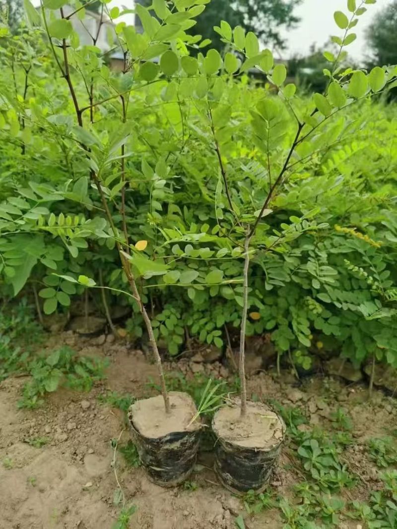 【免费提供种植技术】优质刺槐苗千亩基地现挖现发承接工程