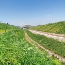 【提供种植技术】优质紫穗槐苗千亩基地现挖现发承接工程