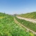 【提供种植技术】优质紫穗槐苗千亩基地现挖现发承接工程