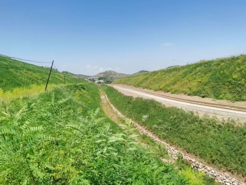 【提供种植技术】优质紫穗槐苗千亩基地现挖现发承接工程