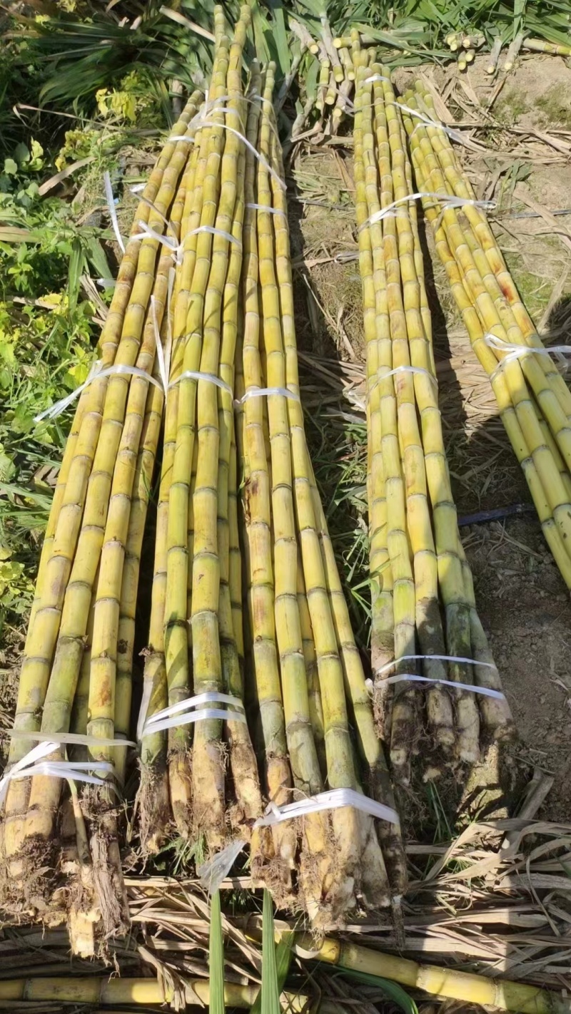 广东甘蔗精品黄皮甘蔗基地一手货源对接电商市场商超
