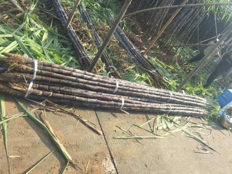 广东甘蔗精品黑皮甘蔗基地一手货源对接电商市场商超