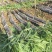 广东甘蔗精品黑皮甘蔗基地一手货源对接电商市场商超