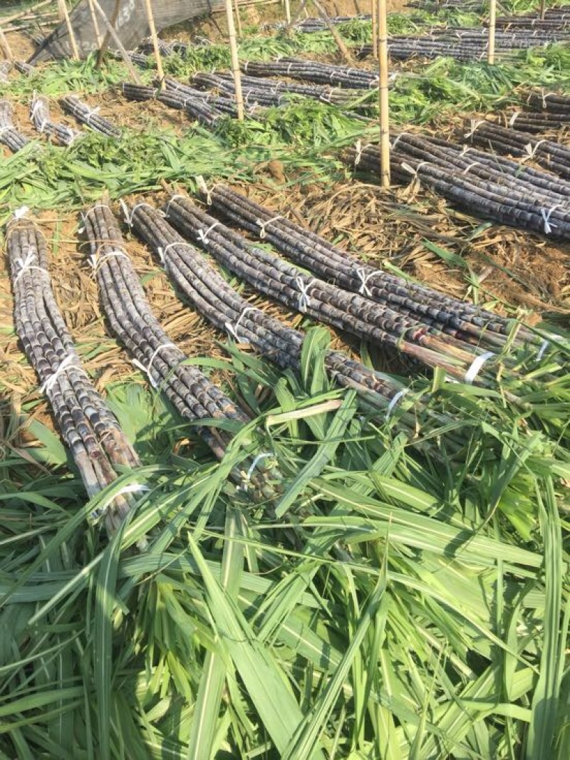 广东甘蔗精品黑皮甘蔗基地一手货源对接电商市场商超