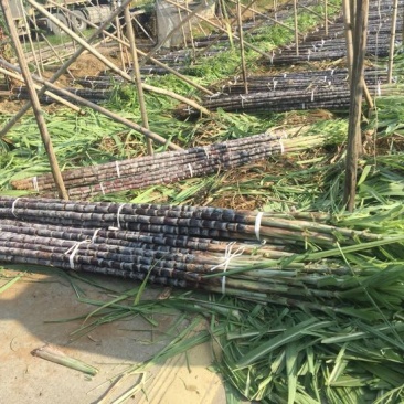 广东黑皮甘蔗一手货源保质保量量大价优可视频看货