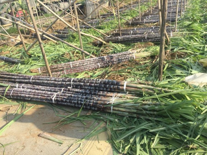 广东黑皮甘蔗一手货源保质保量量大价优可视频看货