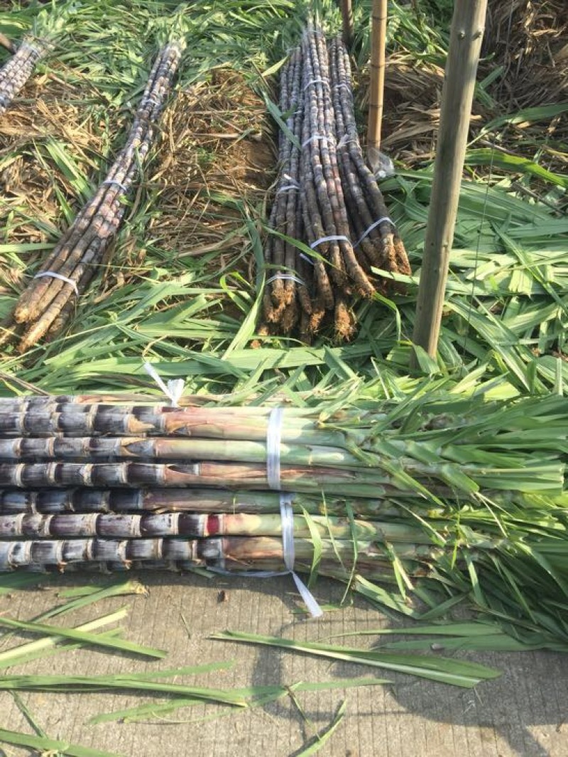 广东黑皮甘蔗一手货源保质保量量大价优可视频看货