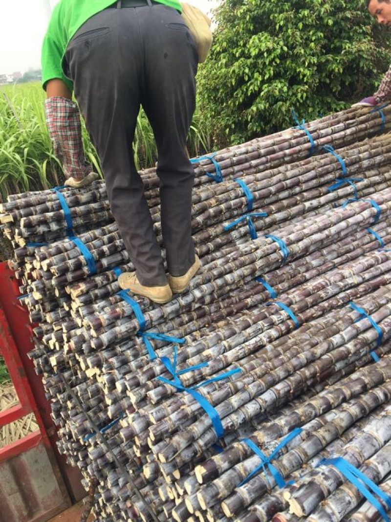 广东黑皮甘蔗一手货源保质保量量大价优可视频看货