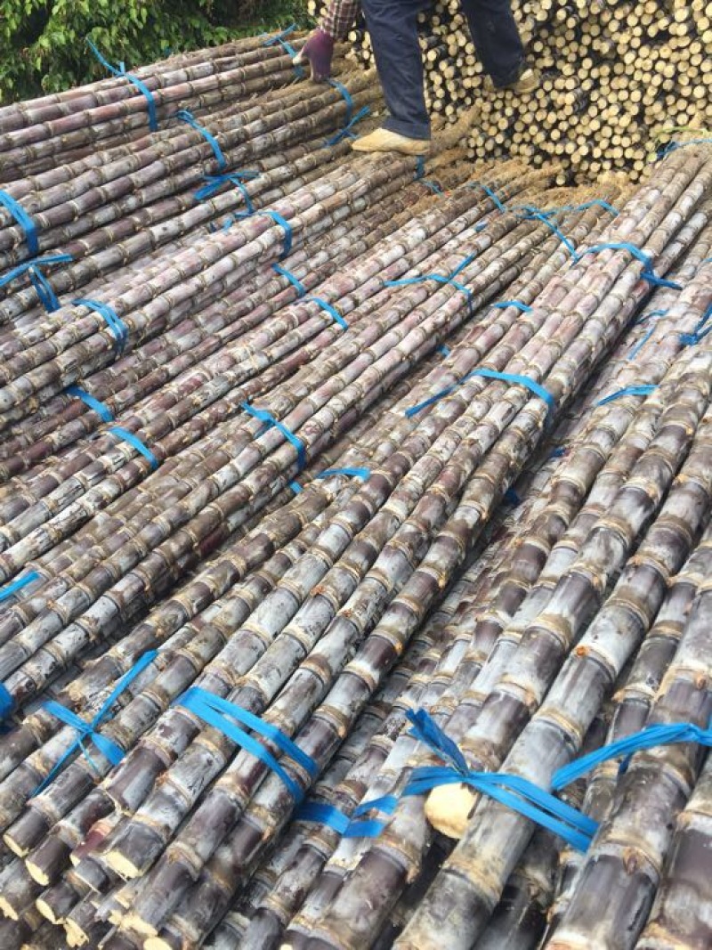广东黑皮甘蔗一手货源保质保量量大价优可视频看货