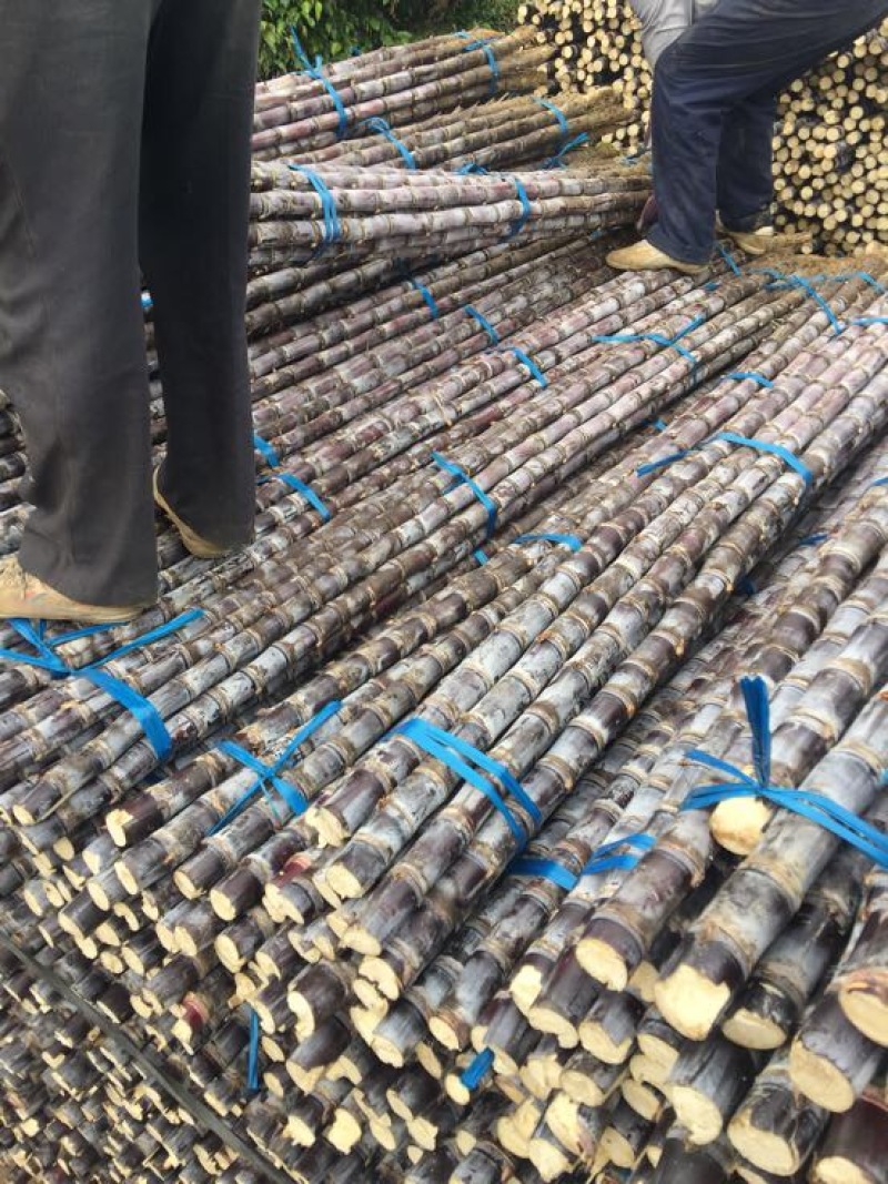 广东黑皮甘蔗一手货源保质保量量大价优可视频看货