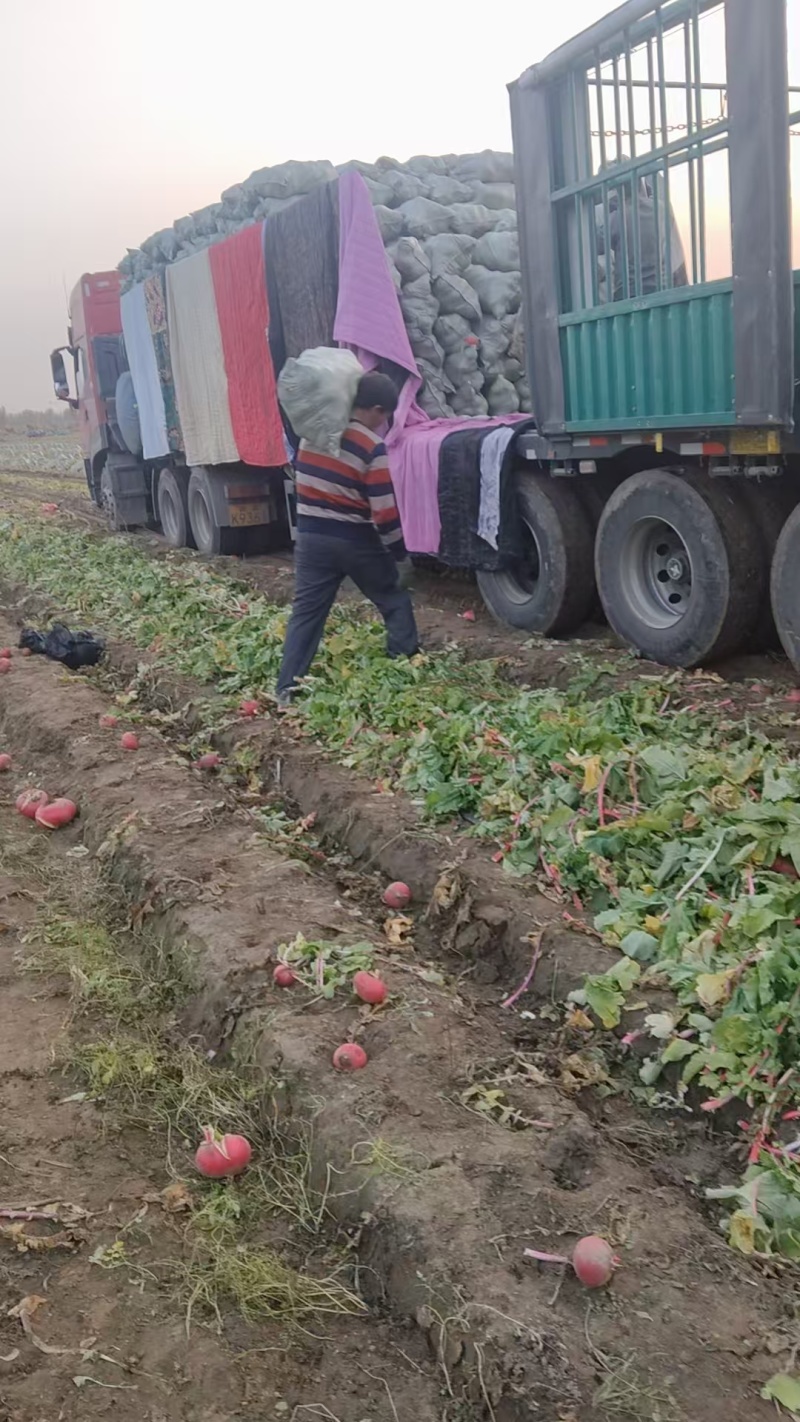 开封通许鲜萝卜红皮萝卜红圆萝卜产地直供量大从优