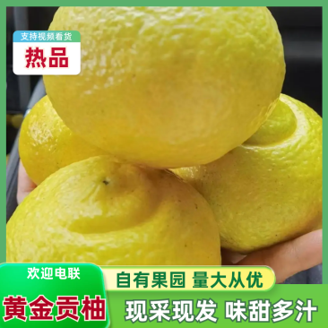 【商超品质】黄金贡柚湖南怀化应季时令水果新鲜清甜