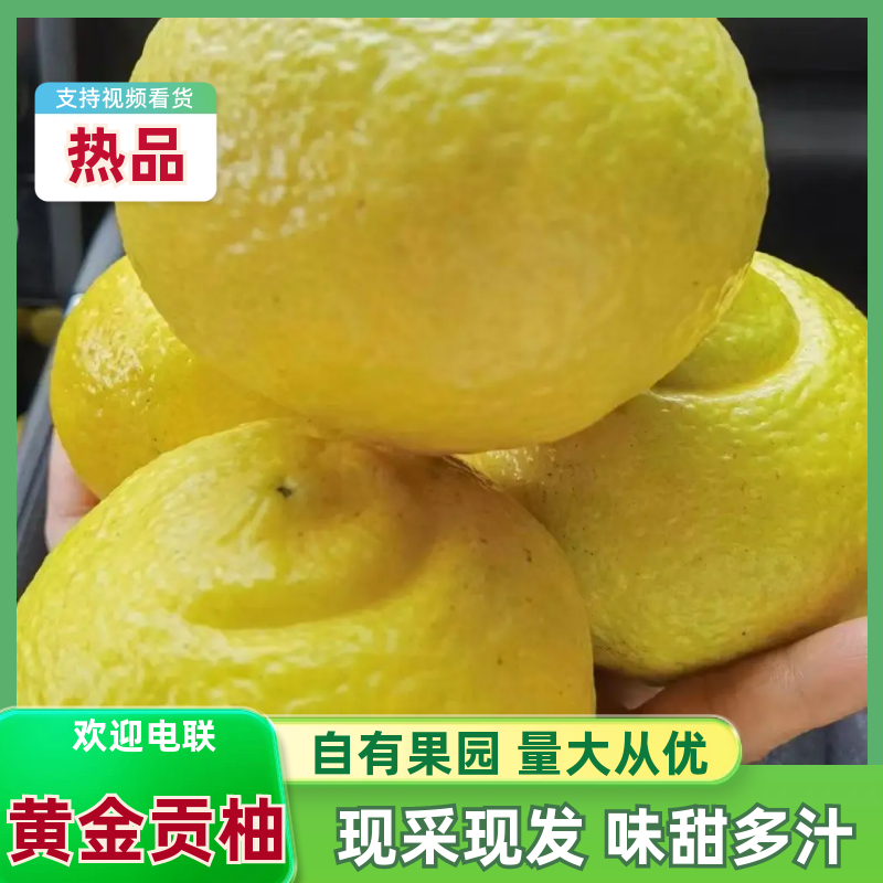 【商超品质】黄金贡柚湖南怀化应季时令水果新鲜清甜