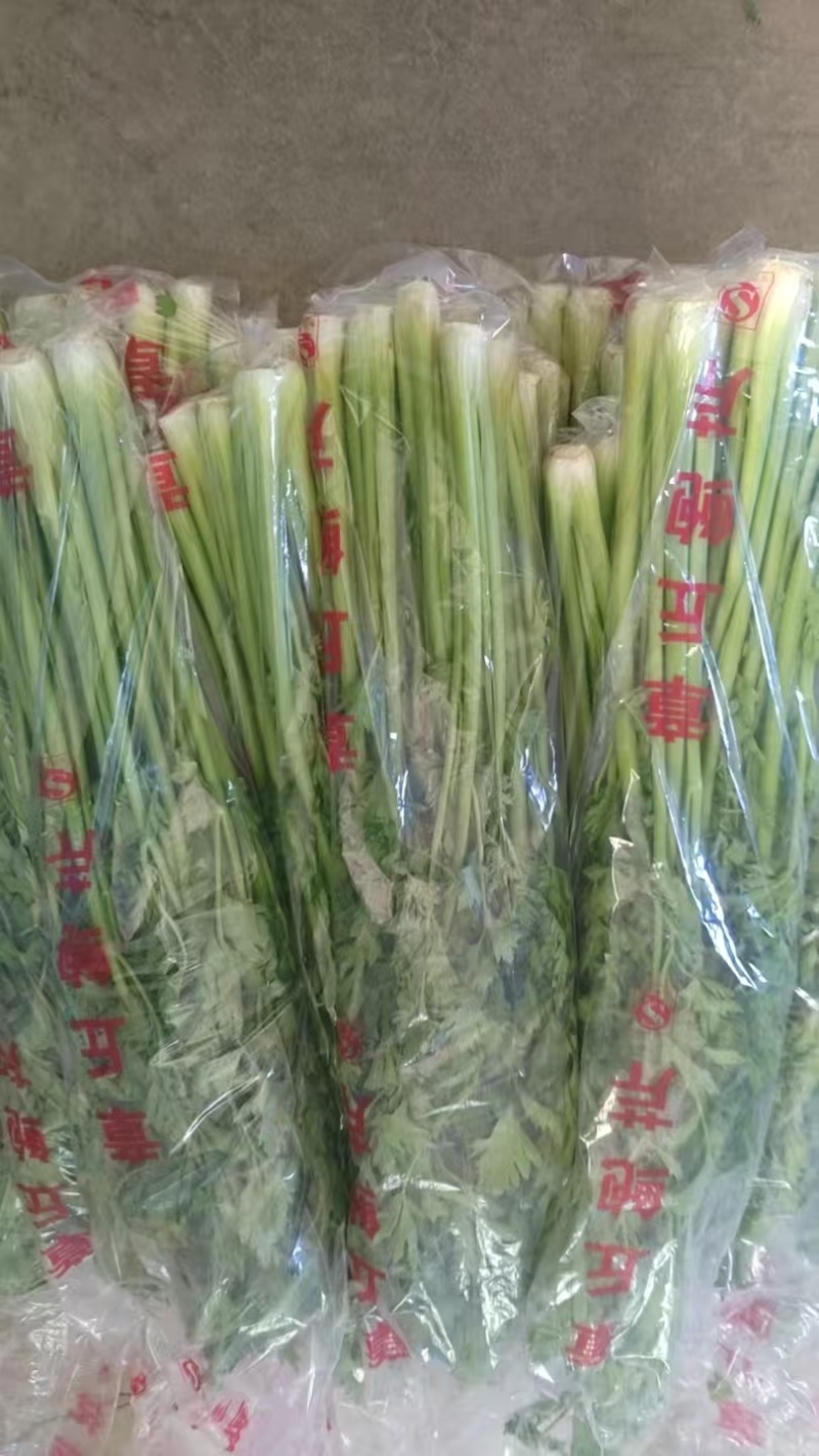 章丘鲍芹基地直供品质保证（顺丰包邮）量大从优，欢迎电联
