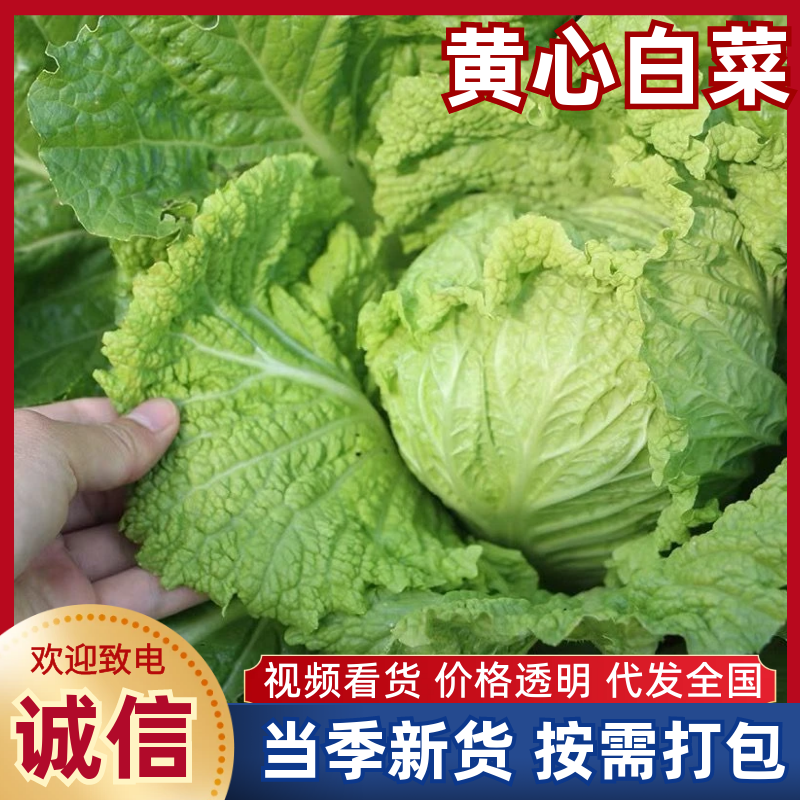 东台市黄心白菜，产地一手货源，代发全国各地一条龙诚信经营