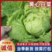 东台市黄心白菜，产地一手货源，代发全国各地一条龙诚信经营