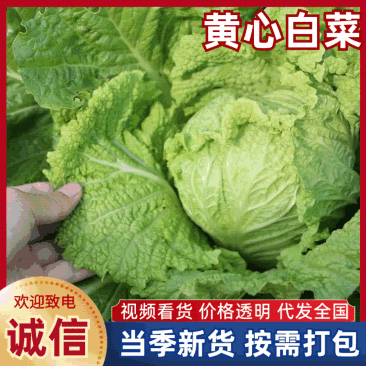 东台市黄心白菜，产地一手货源，代发全国各地一条龙诚信经营