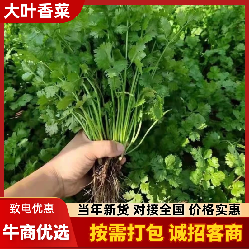 东台市大叶香菜，规格齐全，一条龙服务，代发全国各地，诚信经营