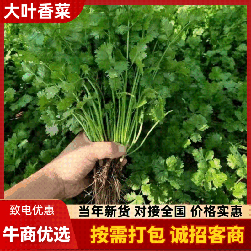 东台市大叶香菜，规格齐全，一条龙服务，代发全国各地，诚信经营