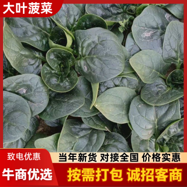 波菜大掉价散头波菜大量有货支持全国电商市场菠菜大量上市中