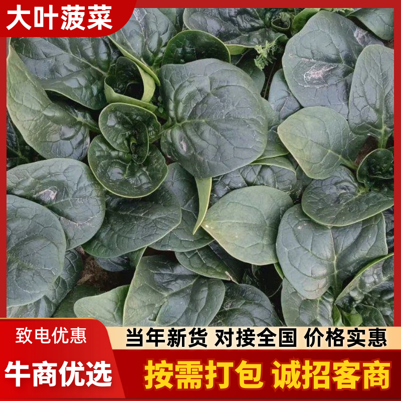 波菜大掉价散头波菜大量有货支持全国电商市场菠菜大量上市中