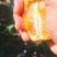 南靖沃柑甜如蜜，水份足，皮薄光亮，个头大。