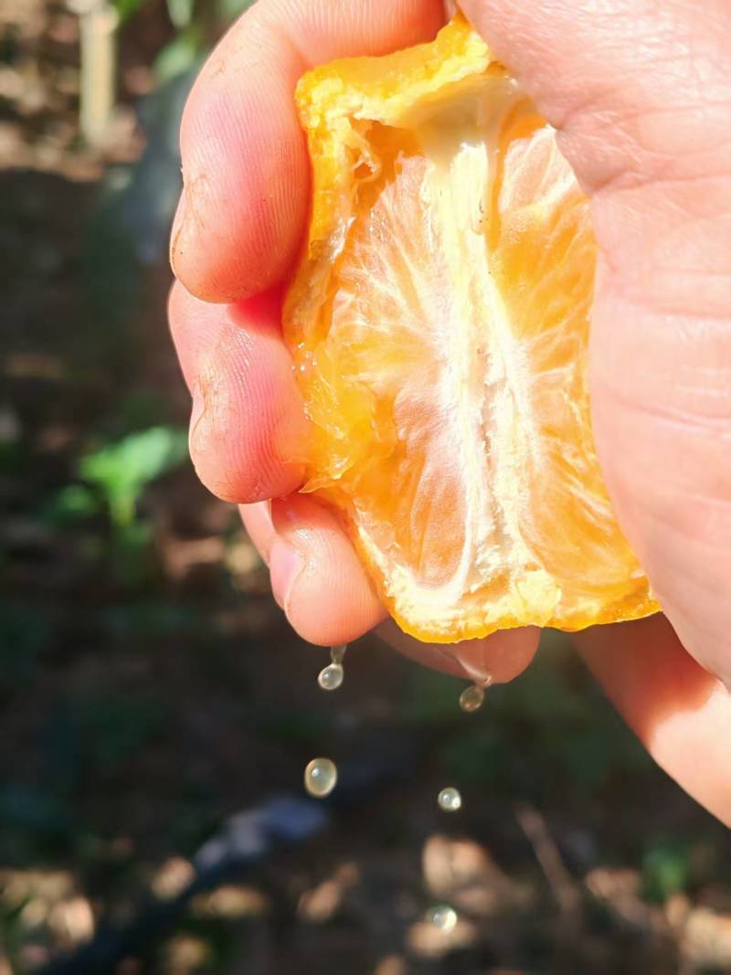 南靖沃柑甜如蜜，水份足，皮薄光亮，个头大。
