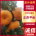 平碰，电商商超市场可大量供货，保质保量，无差价，无冻伤，
