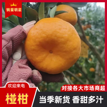 屏山碰柑一手货源，挂树鲜果，无差价无麻点现场视频看货订价