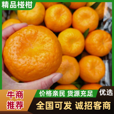 【精选】屏山碰柑挂树鲜，可视频看货，现场看货订价果大纯甜