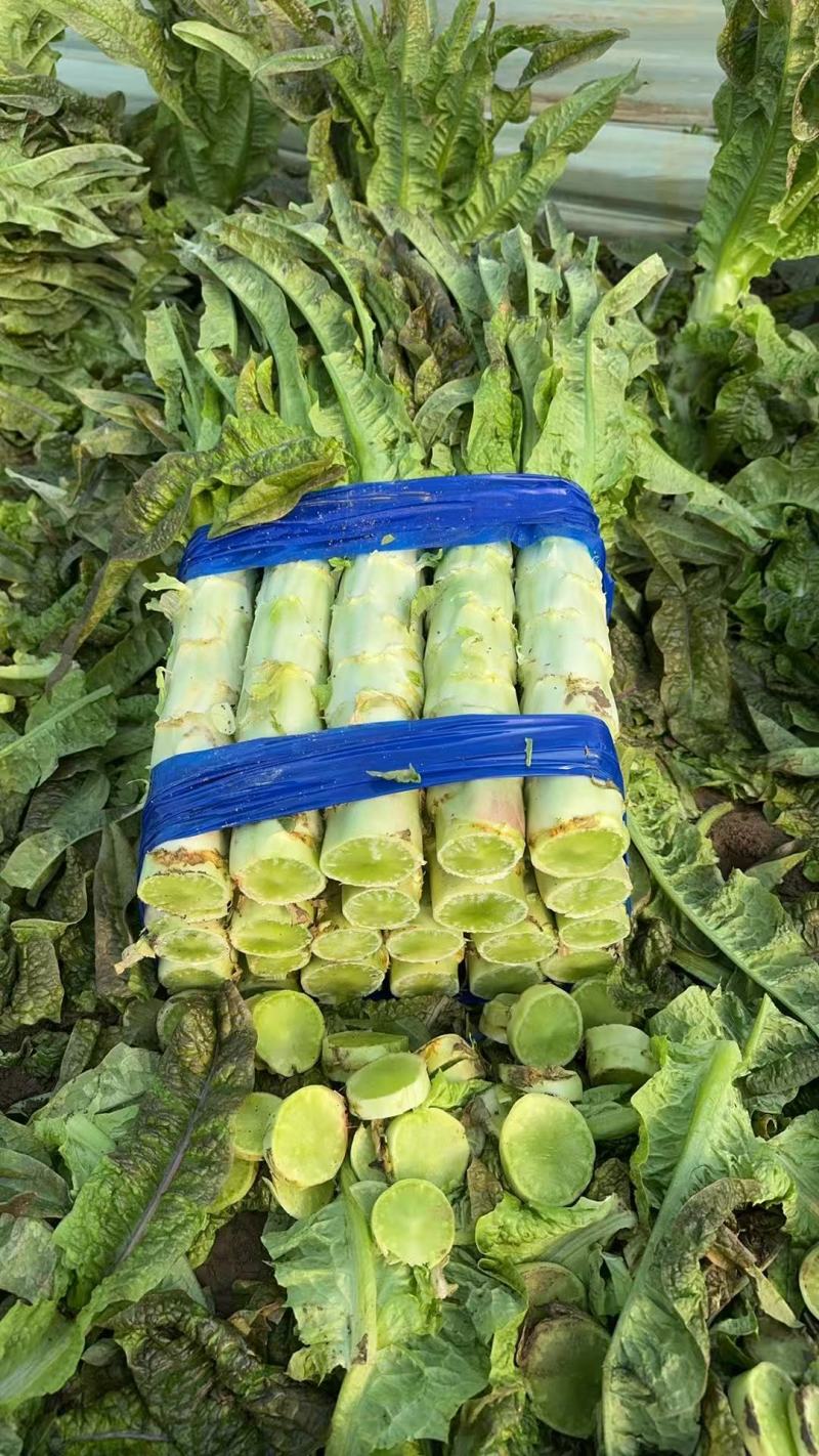 【精品】莴笋莴苣电商市场批发一件代发均可货源充足回头客多