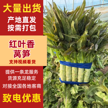 【精品】莴笋莴苣电商市场批发一件代发均可货源充足回头客多