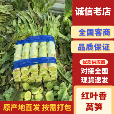 【实力商家】莴笋产地直发，品质保证，欢迎采购诚信为本