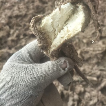 精品独活大量供应自己种植价格优惠支持视频看货欢迎来电