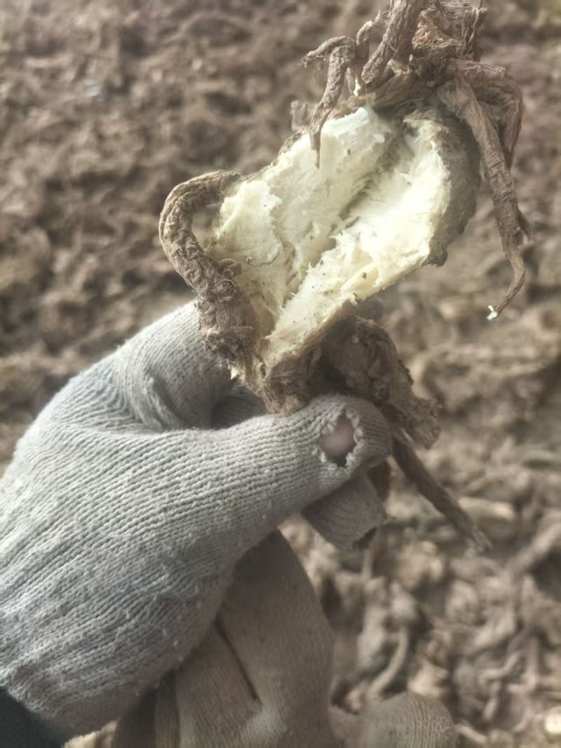 精品独活大量供应自己种植价格优惠支持视频看货欢迎来电
