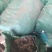 精品独活大量供应自己种植价格优惠支持视频看货欢迎来电