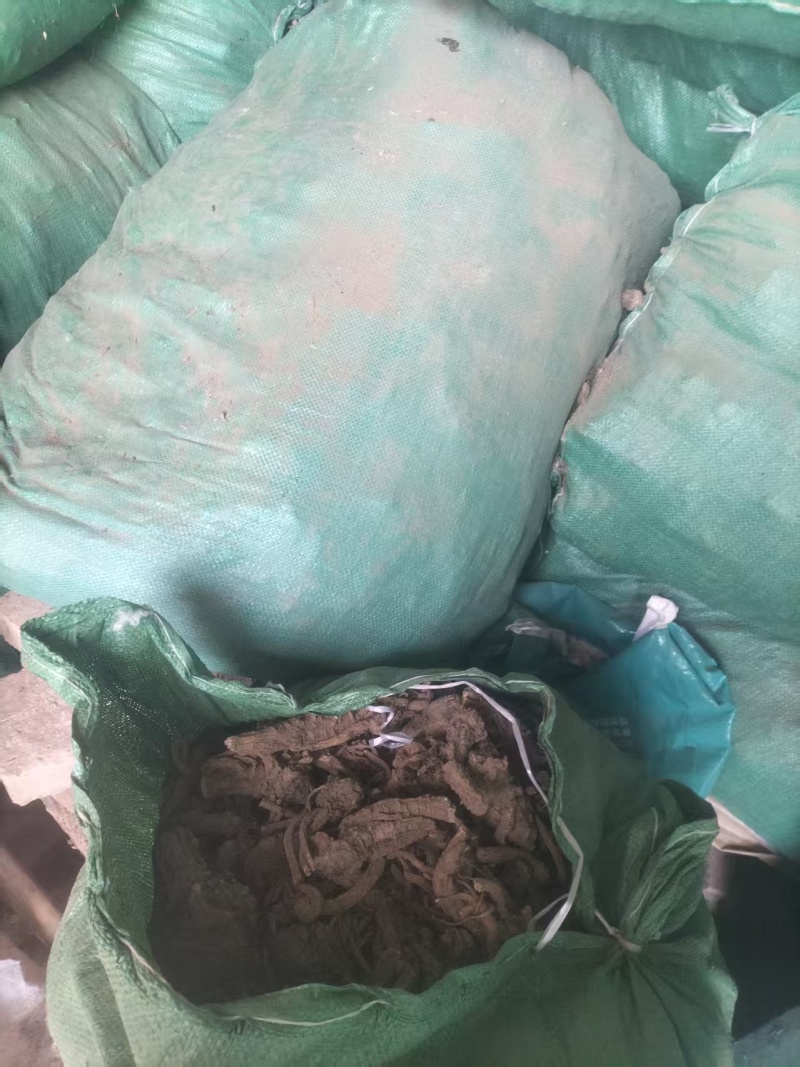 精品独活大量供应自己种植价格优惠支持视频看货欢迎来电