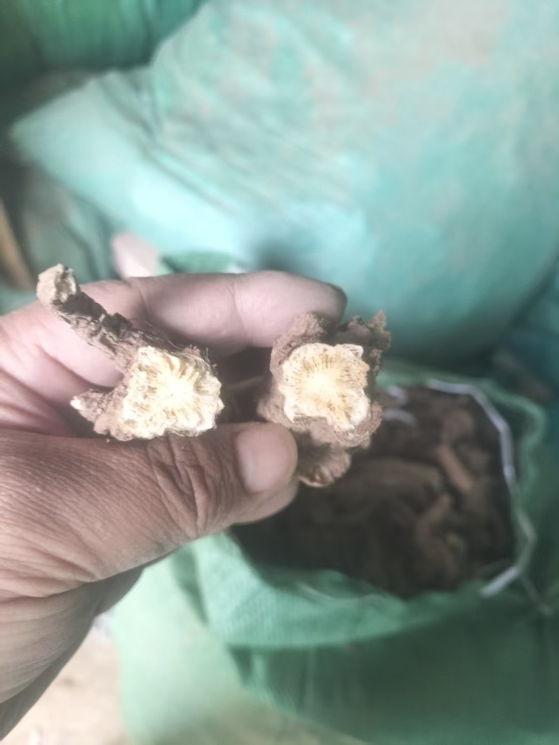 精品独活大量供应自己种植价格优惠支持视频看货欢迎来电