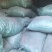 精品独活大量供应自己种植价格优惠支持视频看货欢迎来电