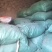 精品独活大量供应自己种植价格优惠支持视频看货欢迎来电