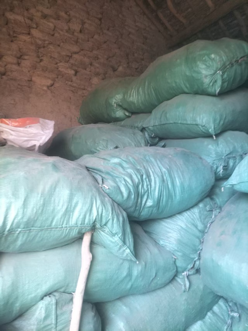 精品独活大量供应自己种植价格优惠支持视频看货欢迎来电
