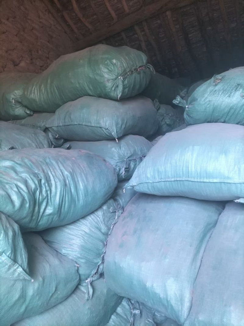 精品独活大量供应自己种植价格优惠支持视频看货欢迎来电