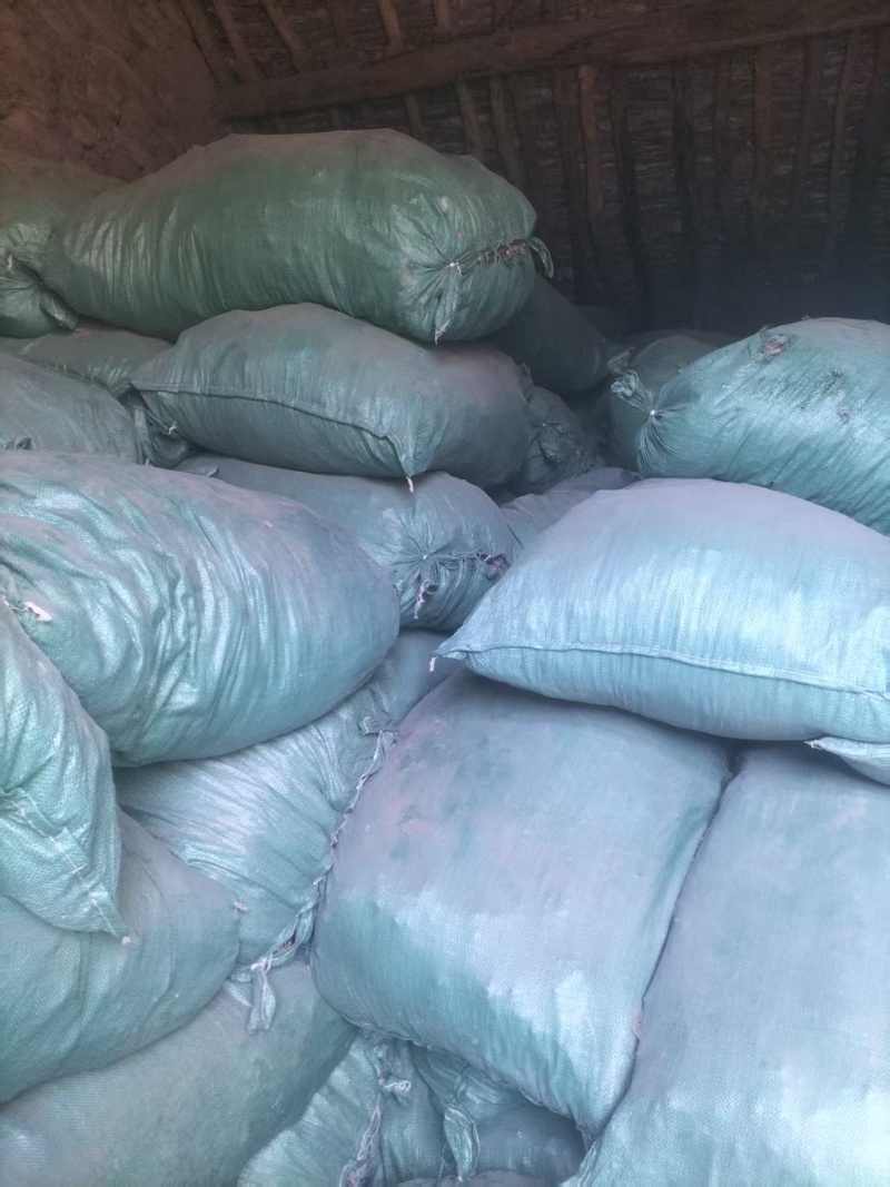 精品独活大量供应自己种植价格优惠支持视频看货欢迎来电