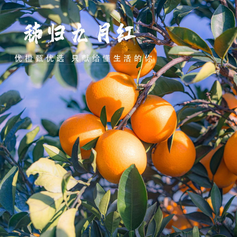 湖北果冻橙九月红脐橙基地一手货源对接电商市场商超